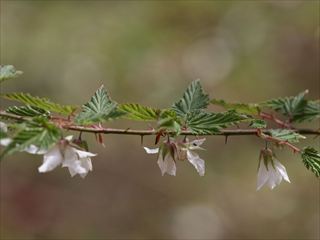 ナガバモミジイチゴ